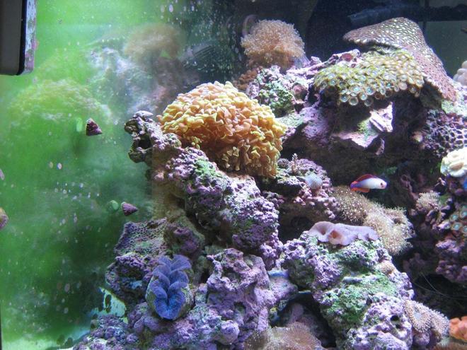 corals inverts - euphyllia paranchora - hammer / anchor coral, branching stocking in 92 gallons tank - Hammer coral and derasa clam, frog spawn