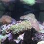 corals inverts - platygyra sp. - brain worm platygyra coral stocking in 92 gallons tank - Playtgyra, frog spawn and Zoas