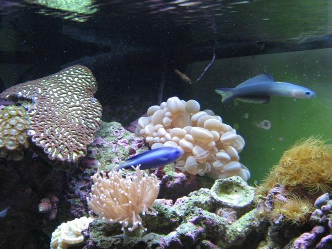 corals inverts - platygyra sp. - brain worm platygyra coral stocking in 92 gallons tank - Torch Platygyra, bubble coral and yellow polyps