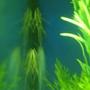 freshwater fish - rineloricaria fallax - whiptail pleco stocking in 180 gallons tank - this is my wiptail