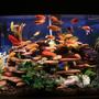125 gallons freshwater fish tank (mostly fish and non-living decorations) - New Tank setup