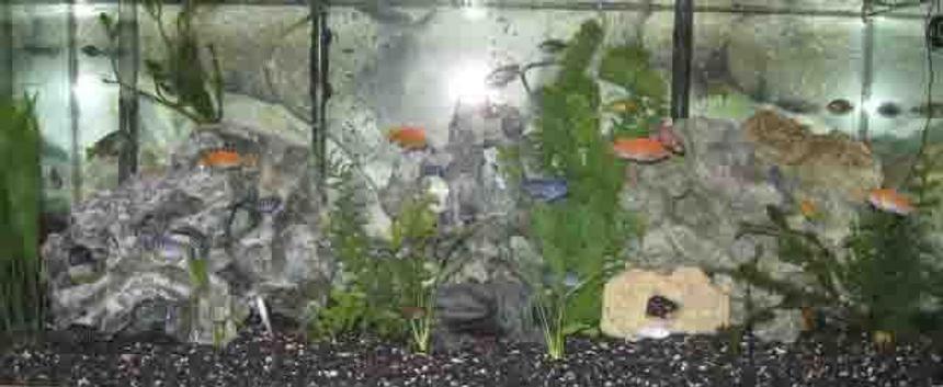 Rated #56: Fish Tank Picture - my tank