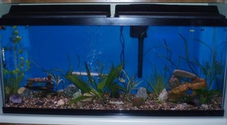 Rated #2170: 55 Gallons Planted Tank - my 55 with new plants and new fish April 12 2009 can you find the all?
We just added, 2 cory cats, 1 green barb, 1 tigar barb, 1 golden barb.