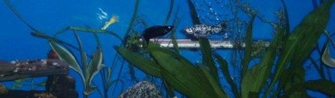 freshwater fish - poecilia latipinna - dalmatian molly stocking in 55 gallons tank - Our Mollies, Rock and Shadow and the yellow guppy Sunny and in the back you can see the orange Gourami, OJ

RIP Shadow. The block Molly he past away this morning. Dont know why