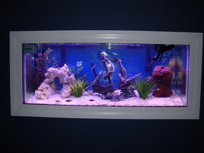 75 gallons freshwater fish tank (mostly fish and non-living decorations) - Tank pic 2