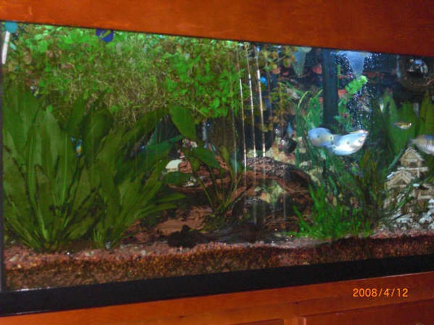 Rated #160: 55 Gallons Planted Tank - 55 gallons marineland  tank 48 1/4 x 12 3/4 x 21 .  
  Current USA Satellite 48" 2 x 65 Watt Power Compact-Single Strip W/2 Lunar Lights 
 2 Marineland Emperor Bio-Wheel 400 Power Filter
1 Zoo Med Power Sweep 228 Powerhead
1Hydor Ekip Thermopumps