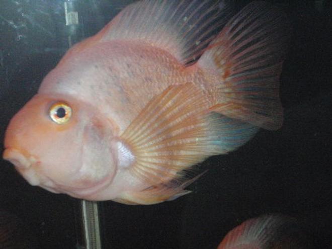 freshwater fish - heros severus x amphilophus citrinellum - blood parrot stocking in 55 gallons tank - 8" parrot