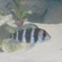 freshwater fish - cyphotilapia frontosa - frontosa cichlid stocking in 55 gallons tank - strutting his stuff 3" frontosa