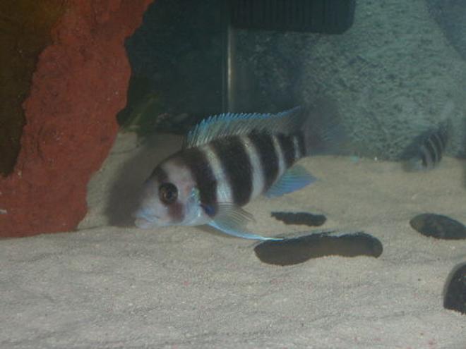 freshwater fish - cyphotilapia frontosa - frontosa cichlid stocking in 55 gallons tank - showing some good blues