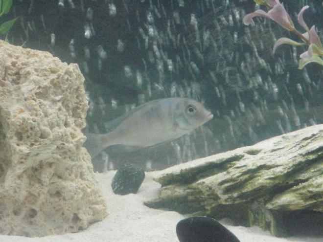 freshwater fish - cyrtocara moorii - blue dolphin cichlid stocking in 55 gallons tank - likes playing in the bubbles