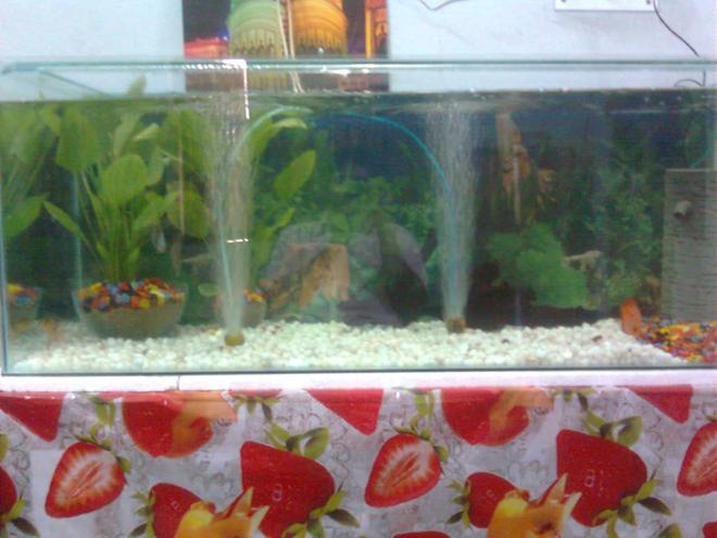 70 gallons planted tank (mostly live plants and fish) - it is my 4 ft aquarium.with discus fish...