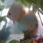 freshwater fish - symphysodon sp. - blue diamond discus stocking in 70 gallons tank - the blue diamond pair