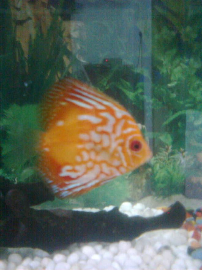 freshwater fish - symphysodon sp. - spider discus stocking in 70 gallons tank - the spider discus...