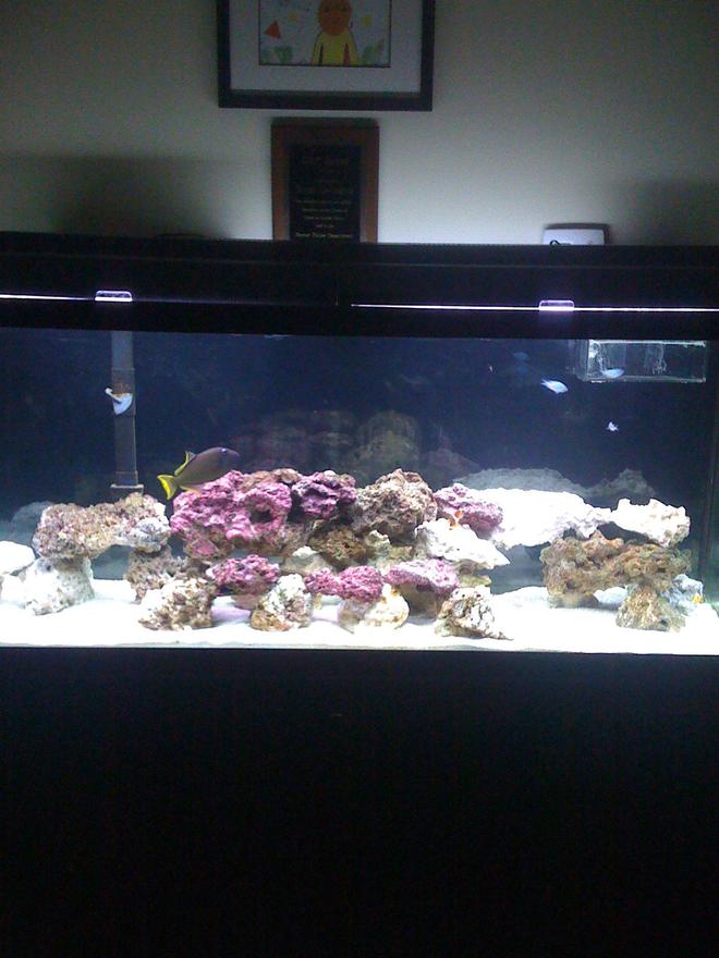 120 gallons saltwater fish tank (mostly fish, little/no live coral) - Still a work in progress, just added the refugium a week ago. Will be getting rid of the Emperor filter soon. Next is the adding of the MH lighting and the coral