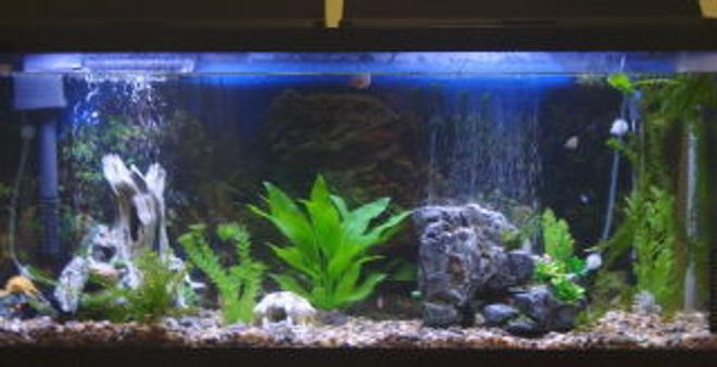 55 gallons planted tank (mostly live plants and fish) - my freshwater tank