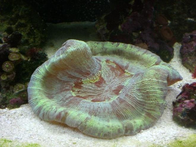 corals inverts - trachyphyllia geoffroyi - brain coral, trachyphyllia stocking in 14 gallons tank - My Brain Coral