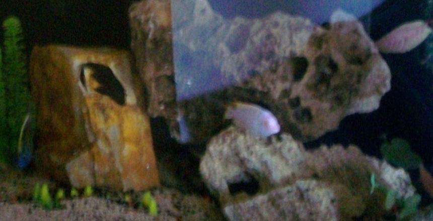 Rated #4240: 100 Gallons Freshwater Fish Tank - 100 gallon African Cichlid Fish Tank