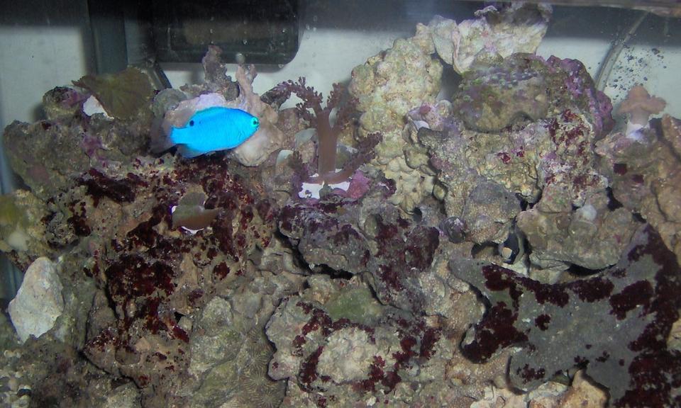 saltwater fish - chrysiptera cyanea - blue damselfish stocking in 10 gallons tank - Blus Damsel, Kenya Tree, Leather Coral and Zoo's