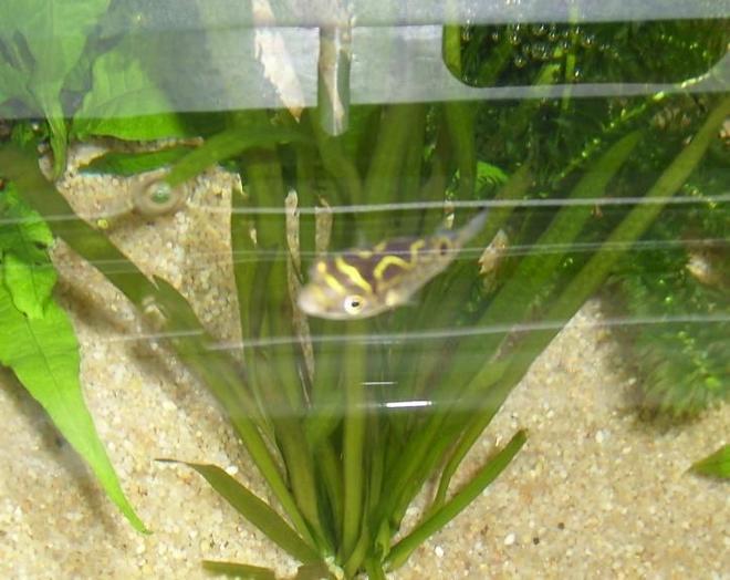 freshwater fish - tetraodon biocellatus - figure 8 puffer stocking in 35 gallons tank - Figure Eight Puffer FIsh