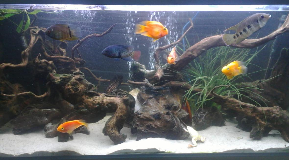 freshwater fish - heros severus x amphilophus citrinellum - blood parrot stocking in 121 gallons tank - my 121 gallon tank decorated with mainly driftwood, fake plants, and plane black backdrop
