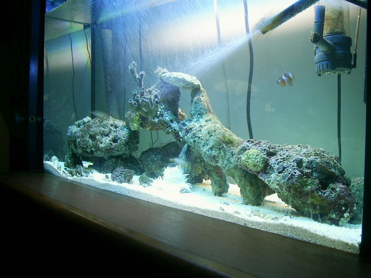 30 gallons reef tank (mostly live coral and fish) - lights on veiw