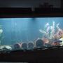 55 gallons freshwater fish tank (mostly fish and non-living decorations) - 55 front and c.moorii