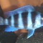 freshwater fish - cyphotilapia frontosa - frontosa cichlid stocking in 55 gallons tank - another 2"frontosa