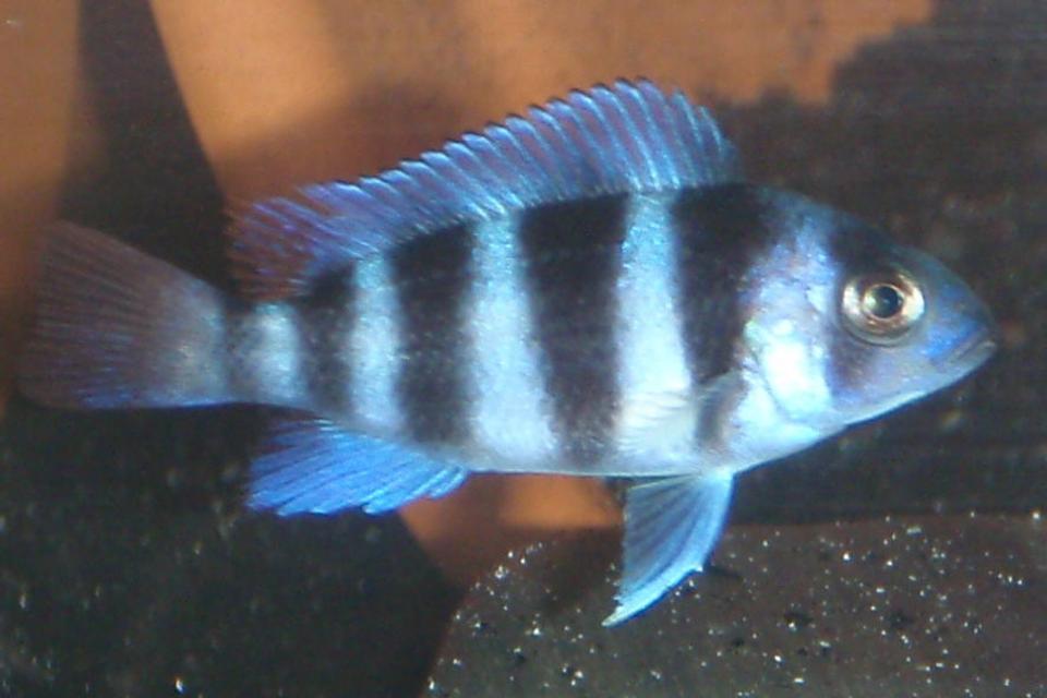 freshwater fish - cyphotilapia frontosa - frontosa cichlid stocking in 55 gallons tank - another 2"frontosa