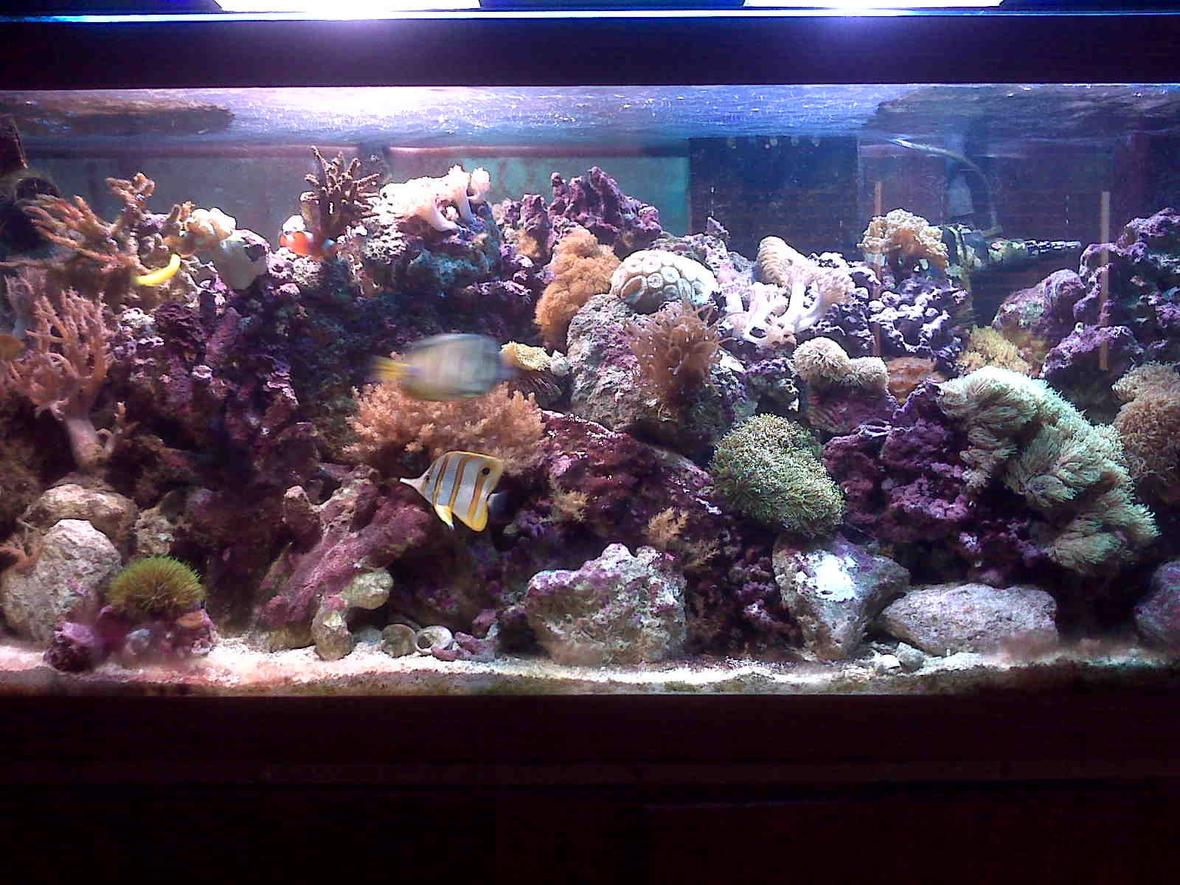 70 gallons reef tank (mostly live coral and fish) - 70 gallon mixed reef