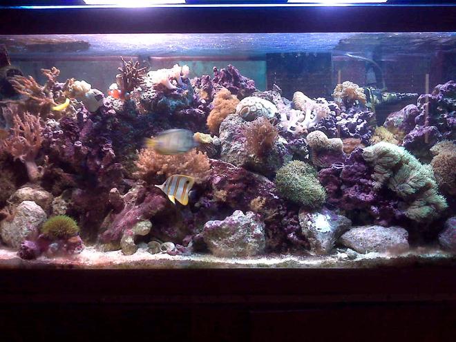 70 gallons reef tank (mostly live coral and fish) - 70 gallon mixed reef