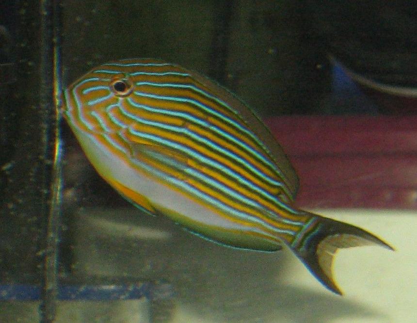 Rated #76: Saltwater Fish - Acanthurus Lineatus - Clown Tang Stocking In 110 Gallons Tank - Clown Tang