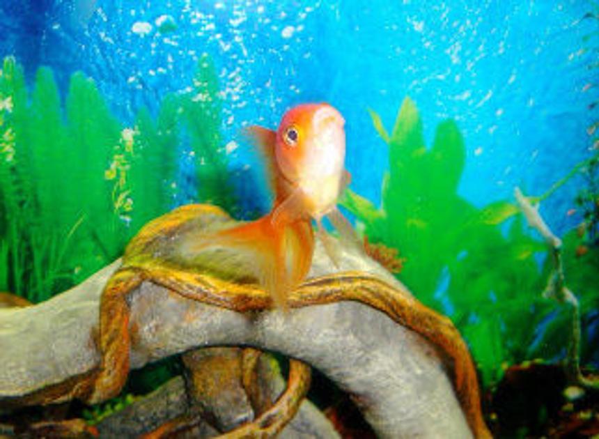 Rated #1568: Freshwater Fish - Carassius Auratus - Oranda Goldfish Stocking In 55 Gallons Tank - Rocket the Amazing Oranda!