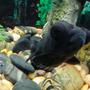 freshwater fish - carassius auratus - black moor goldfish stocking in 55 gallons tank - Boobler, the Black Moor