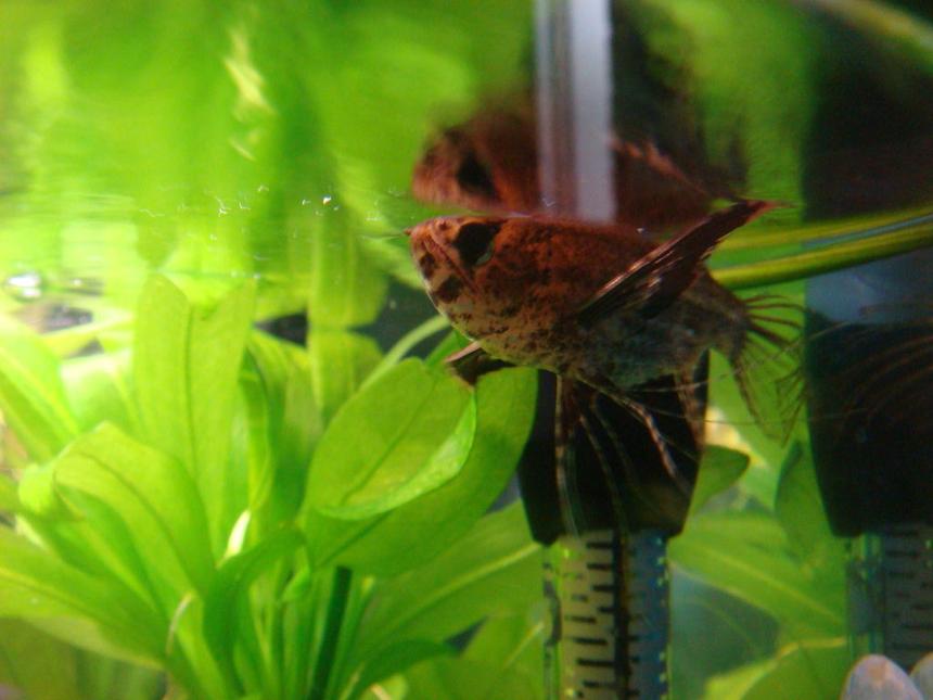 Rated #116: Freshwater Fish - Pantodon Buchholzi - African Butterflyfish Stocking In 30 Gallons Tank - African Butterfly Fish