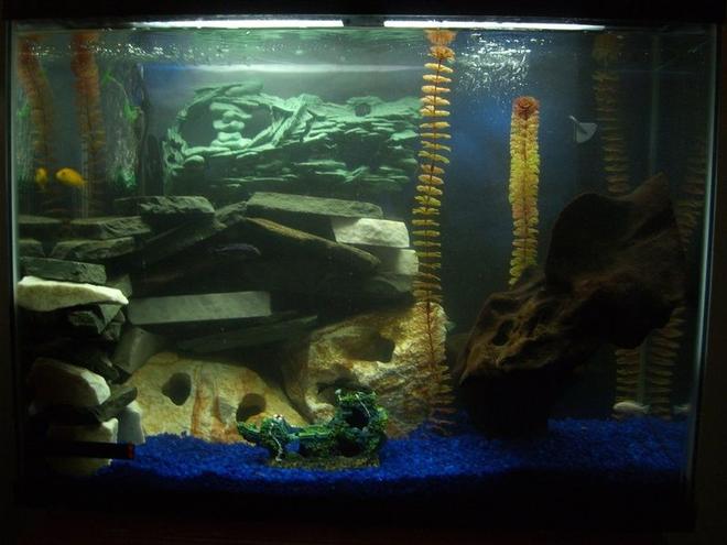 45 gallons freshwater fish tank (mostly fish and non-living decorations) - 45g mbuna tank