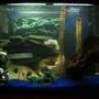 45 gallons freshwater fish tank (mostly fish and non-living decorations) - 45g mbuna tank