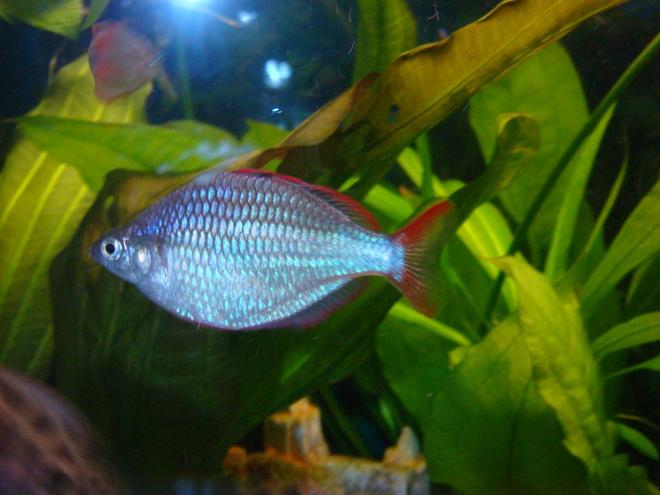 freshwater fish - melanotaenia praecox - praecox rainbow stocking in 30 gallons tank - Praecox Rainbow