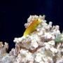 saltwater fish - ecsenius midas - midas blenny stocking in 50 gallons tank - Midas Blenny