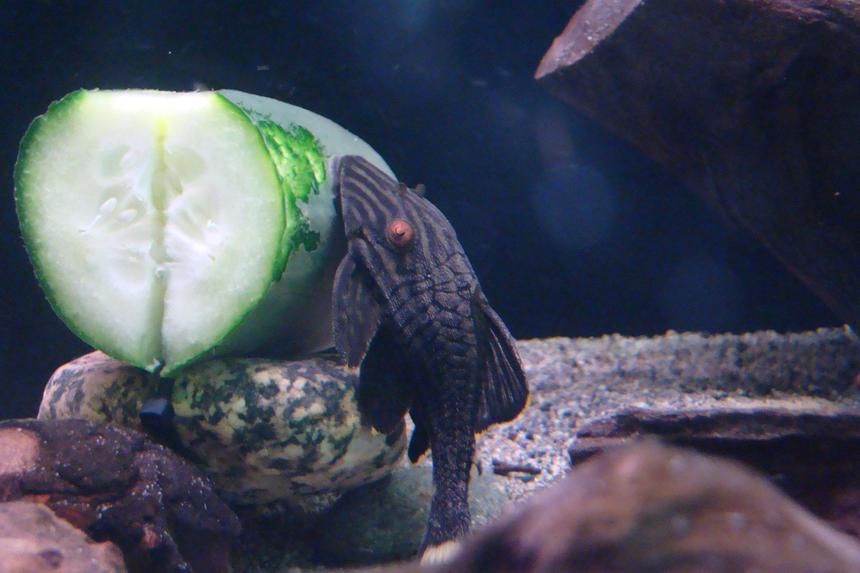 Rated #1761: Freshwater Fish - Panaque Nigrolineatus - Gold Royal Pleco (l-027) Stocking In 45 Gallons Tank - royal pleco munchin on some cucumber.