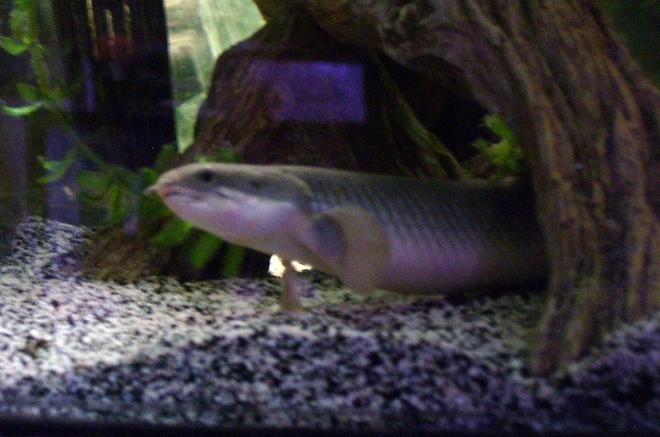 freshwater fish - polypterus senegalus - cuvier bichir stocking in 150 gallons tank - Grey Bichir