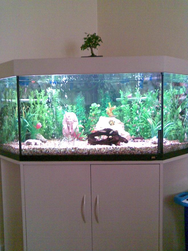 3 gallons freshwater fish tank (mostly fish and non-living decorations) - egyptian head,bubble river,holey stone,2 x airstones,artificial plants, 2 x white thai coral, bogwood and loads of happy fish