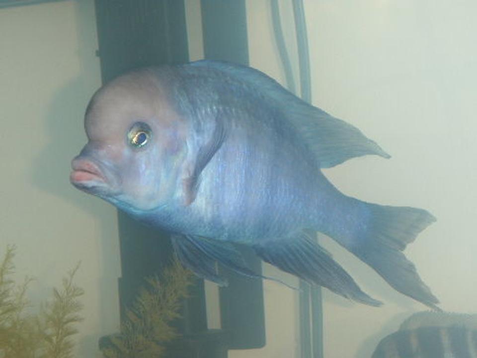 freshwater fish - cyrtocara moorii - blue dolphin cichlid stocking in 55 gallons tank - lumpy