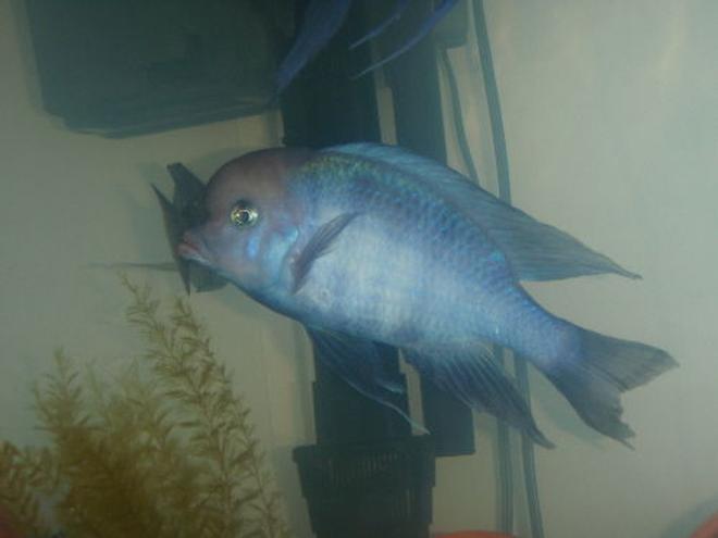 freshwater fish - cyrtocara moorii - blue dolphin cichlid stocking in 55 gallons tank - lumpy