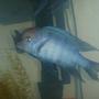 freshwater fish - cyrtocara moorii - blue dolphin cichlid stocking in 55 gallons tank - lumpy