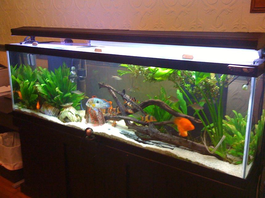 Rated #53: 125 Gallons Freshwater Fish Tank