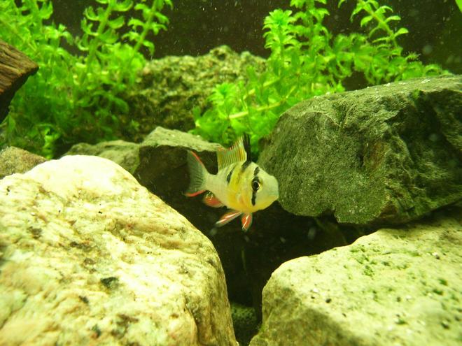 freshwater fish - microgeophagus altispinosa - bolivian ram stocking in 150 gallons tank - Bolivian Ram