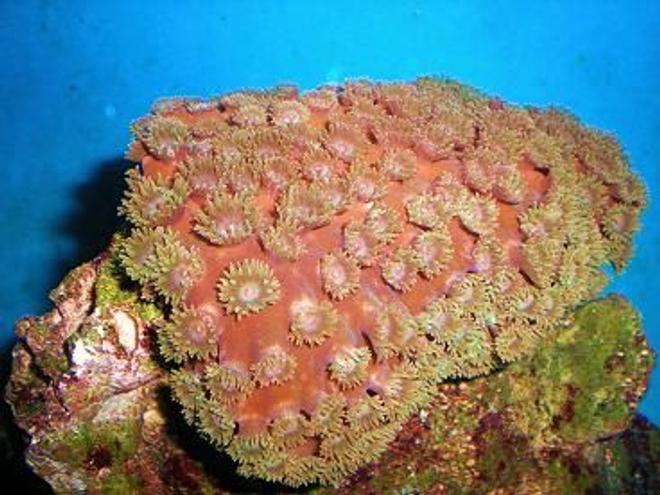 corals inverts - turbinaria peltata - green cup coral stocking in 55 gallons tank - Here are some additional photos of some of our corals