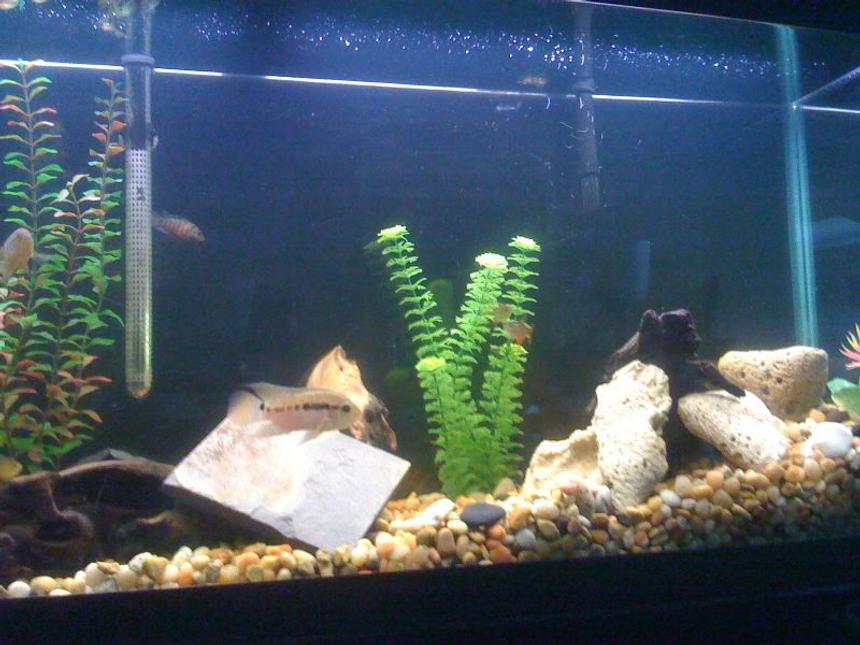 Rated #2495: Freshwater Fish - Hypsophrys Nicaraguensis - Nicaragua Cichlid Stocking In 55 Gallons Tank - 55 gallon with driftwood, slate, plastic plants, and large natural substrate. 1 Jack Dempsey, 1 Black Acara, 2 Black Convicts, 2 Pictus Cats, 4 Buenos Aries Tetras