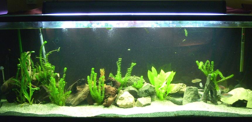 Rated #2822: 150 Gallons Freshwater Fish Tank - 150 gallons