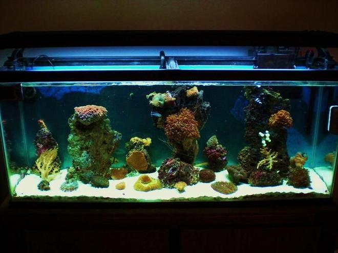 55 gallons reef tank (mostly live coral and fish) - 55 gallon reef tank 22 corals
and 6 fish